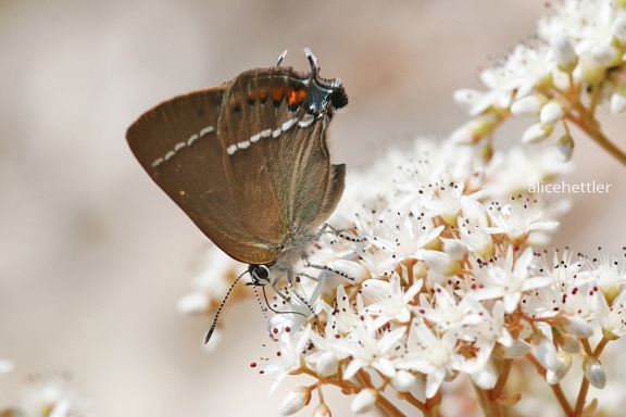 Kreuzdorn-Zipfelfalter (Satyrium spini)